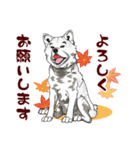 北海道犬のLineスタンプ（個別スタンプ：2）