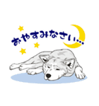 北海道犬のLineスタンプ（個別スタンプ：3）