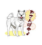 北海道犬のLineスタンプ（個別スタンプ：4）