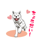 北海道犬のLineスタンプ（個別スタンプ：6）