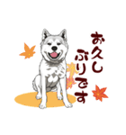 北海道犬のLineスタンプ（個別スタンプ：7）