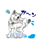 北海道犬のLineスタンプ（個別スタンプ：12）