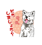 北海道犬のLineスタンプ（個別スタンプ：15）