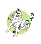 北海道犬のLineスタンプ（個別スタンプ：16）