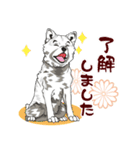 北海道犬のLineスタンプ（個別スタンプ：17）