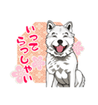 北海道犬のLineスタンプ（個別スタンプ：18）