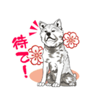 北海道犬のLineスタンプ（個別スタンプ：19）