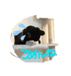 ジジマブにゃんこ（個別スタンプ：1）