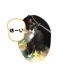 ジジマブにゃんこ（個別スタンプ：2）