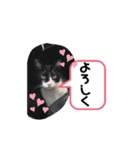 ジジマブにゃんこ（個別スタンプ：4）