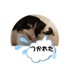 ジジマブにゃんこ（個別スタンプ：5）