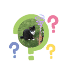 ジジマブにゃんこ（個別スタンプ：6）