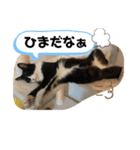 ジジマブにゃんこ（個別スタンプ：7）