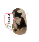 ジジマブにゃんこ（個別スタンプ：8）
