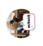 ジジマブにゃんこ（個別スタンプ：9）