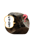 ジジマブにゃんこ（個別スタンプ：10）