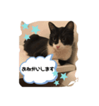 ジジマブにゃんこ（個別スタンプ：11）
