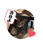 ジジマブにゃんこ（個別スタンプ：12）