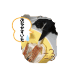 ジジマブにゃんこ（個別スタンプ：13）