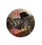 ジジマブにゃんこ（個別スタンプ：15）