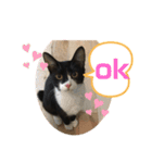 ジジマブにゃんこ（個別スタンプ：16）