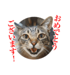 茶トラのミルとキジトラのクルルの日常会話（個別スタンプ：1）
