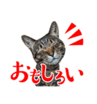 茶トラのミルとキジトラのクルルの日常会話（個別スタンプ：2）