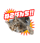 茶トラのミルとキジトラのクルルの日常会話（個別スタンプ：4）