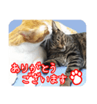茶トラのミルとキジトラのクルルの日常会話（個別スタンプ：7）