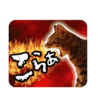 茶トラのミルとキジトラのクルルの日常会話（個別スタンプ：10）