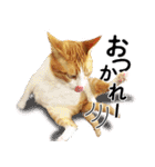 茶トラのミルとキジトラのクルルの日常会話（個別スタンプ：11）