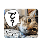 茶トラのミルとキジトラのクルルの日常会話（個別スタンプ：12）