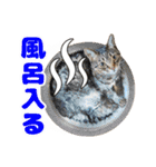 茶トラのミルとキジトラのクルルの日常会話（個別スタンプ：13）