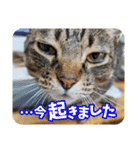 茶トラのミルとキジトラのクルルの日常会話（個別スタンプ：15）