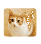 茶トラのミルとキジトラのクルルの日常会話（個別スタンプ：16）