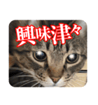 茶トラのミルとキジトラのクルルの日常会話（個別スタンプ：17）