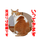 茶トラのミルとキジトラのクルルの日常会話（個別スタンプ：18）