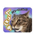 茶トラのミルとキジトラのクルルの日常会話（個別スタンプ：19）