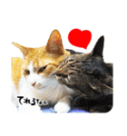 茶トラのミルとキジトラのクルルの日常会話（個別スタンプ：20）