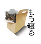 茶トラのミルとキジトラのクルルの日常会話（個別スタンプ：21）
