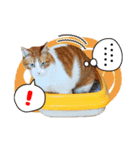 茶トラのミルとキジトラのクルルの日常会話（個別スタンプ：22）
