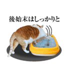 茶トラのミルとキジトラのクルルの日常会話（個別スタンプ：23）