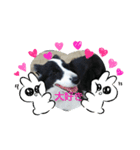 Love ボーダーコリー（個別スタンプ：5）