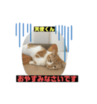 猫ニャンズ777（個別スタンプ：1）