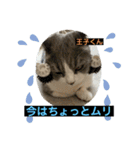 猫ニャンズ777（個別スタンプ：5）