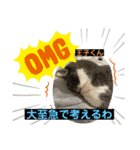 猫ニャンズ777（個別スタンプ：6）