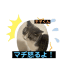 猫ニャンズ777（個別スタンプ：7）
