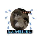 猫ニャンズ777（個別スタンプ：8）
