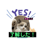 猫ニャンズ777（個別スタンプ：9）