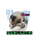 猫ニャンズ777（個別スタンプ：10）